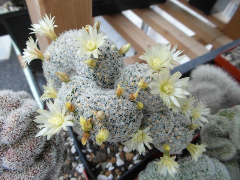 Cacti and Sukkulent in Köln, every day new flowers in the greenhouse Part 61 Bild_487