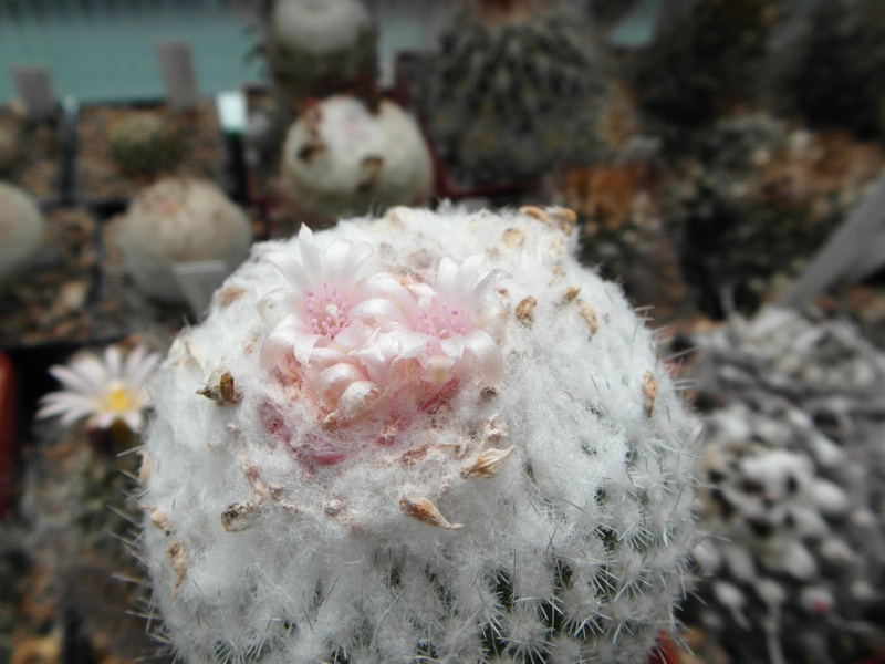 Cacti and Sukkulent in Köln, every day new flowers in the greenhouse Part 57 Bild_522