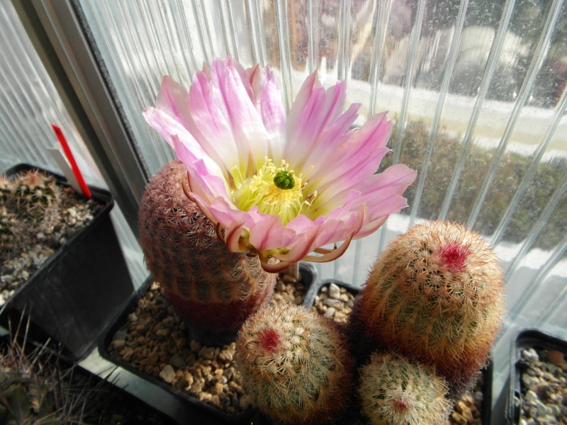 Cacti and Sukkulent in Köln, every day new flowers in the greenhouse Part 57 Bild_525