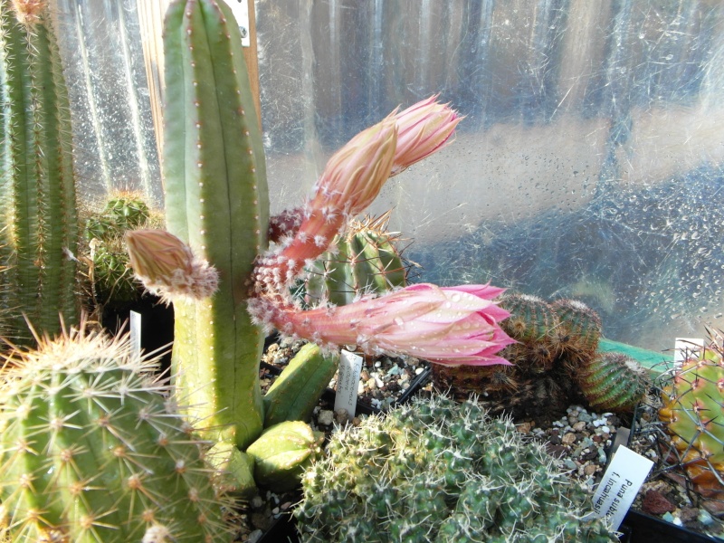 Cacti and Sukkulent in Köln, every day new flowers in the greenhouse Part 57 Bild_526