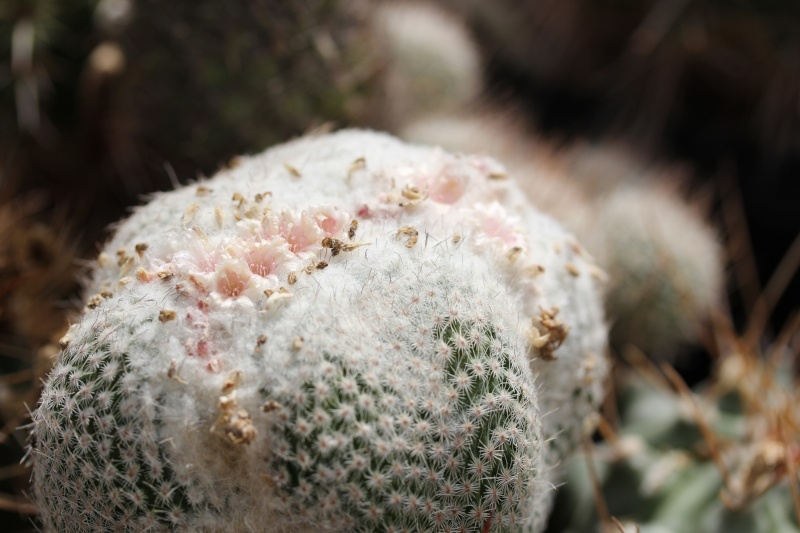 Cacti and Sukkulent in Köln, every day new flowers in the greenhouse Part 58 Bild_585