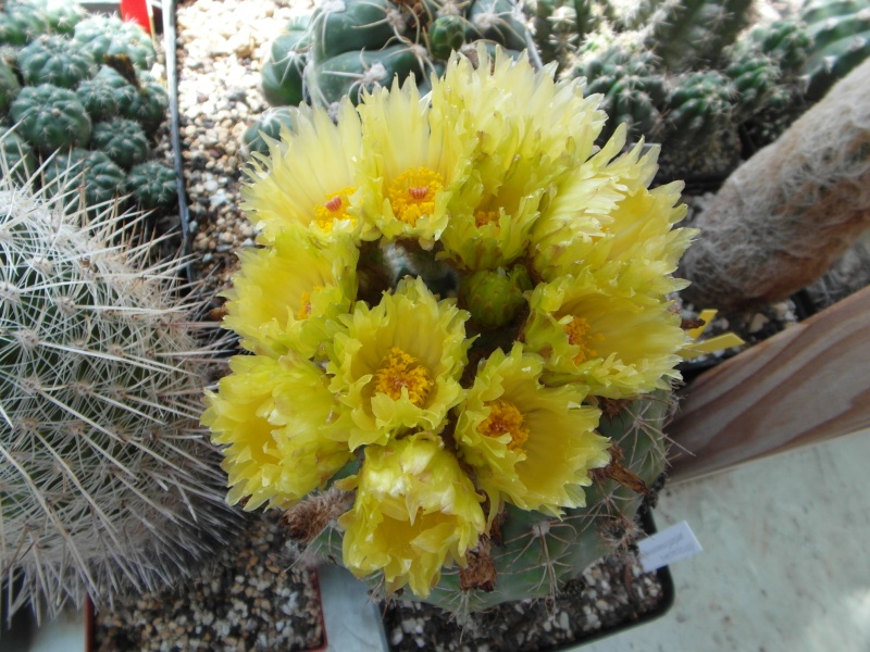 Cacti and Sukkulent in Köln, every day new flowers in the greenhouse Part 62 Bild_602