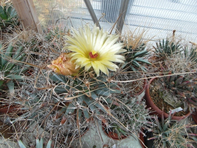 Cacti and Sukkulent in Köln, every day new flowers in the greenhouse Part 59 Bild_672