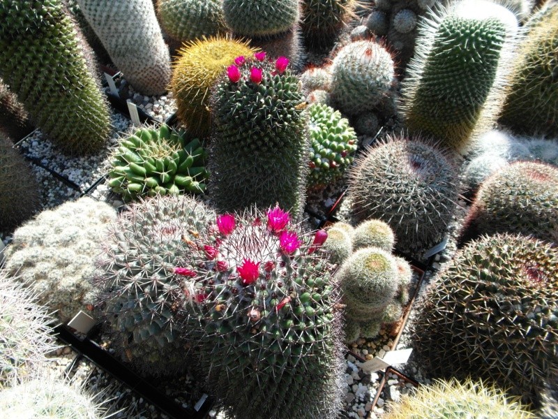 Cacti and Sukkulent in Köln, every day new flowers in the greenhouse Part 61 Bild_690
