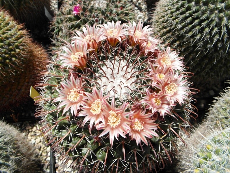 Cacti and Sukkulent in Köln, every day new flowers in the greenhouse Part 62 Bild_706