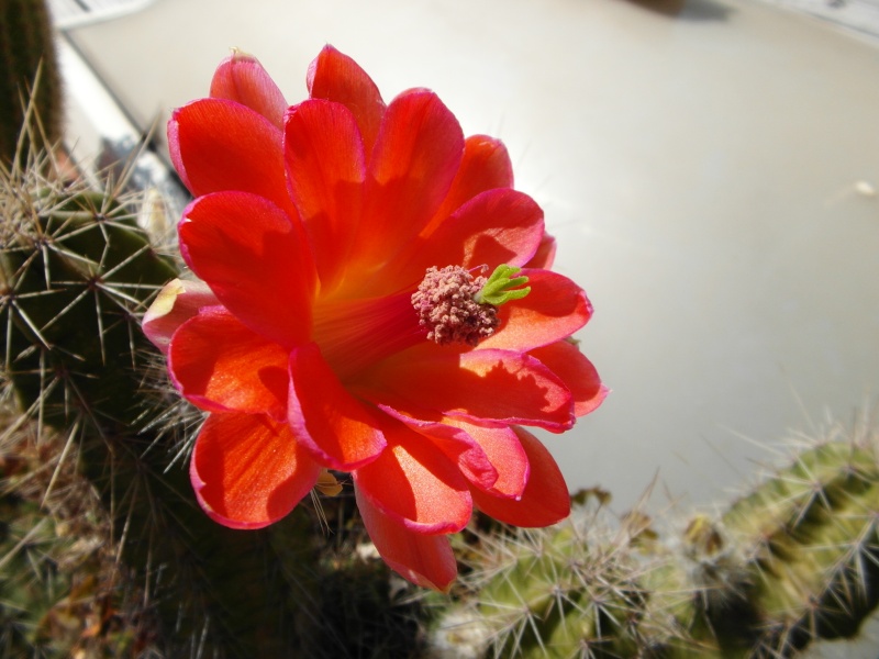 Cacti and Sukkulent in Köln, every day new flowers in the greenhouse Part 62 Bild_723