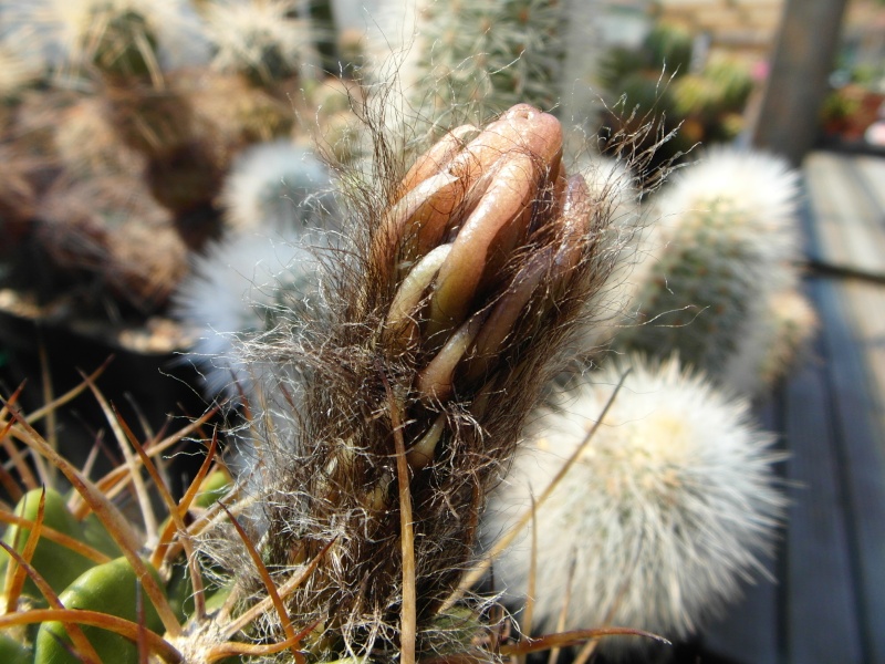 Cacti and Sukkulent in Köln, every day new flowers in the greenhouse Part 62 Bild_724