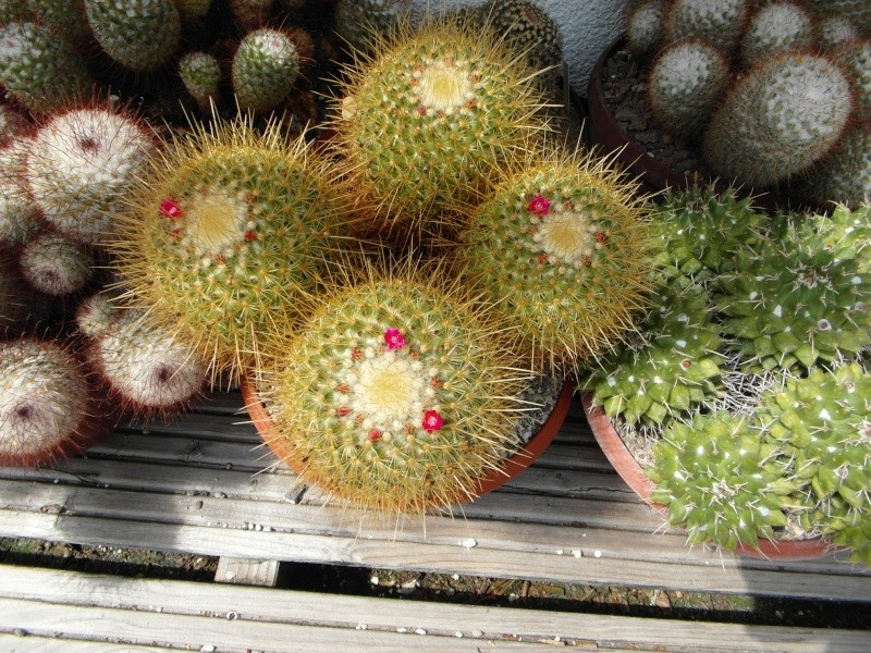 Cacti and Sukkulent in Köln, every day new flowers in the greenhouse Part 62 Bild_733