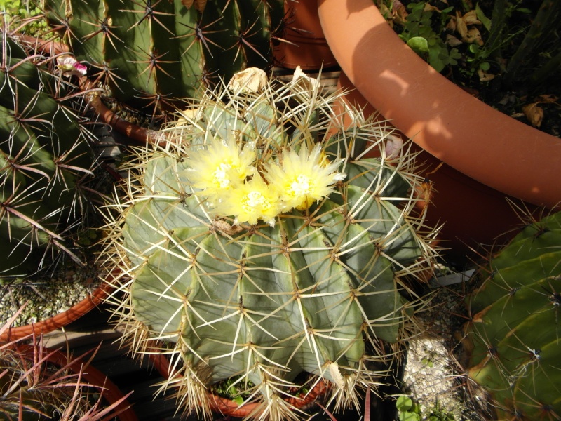 Cacti and Sukkulent in Köln, every day new flowers in the greenhouse Part 62 Bild_735