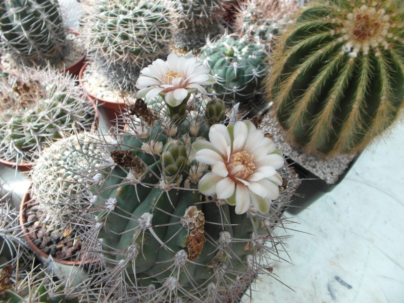 Cacti and Sukkulent in Köln, every day new flowers in the greenhouse Part 62 Bild_743