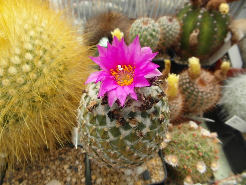 Cacti and Sukkulent in Köln, every day new flowers in the greenhouse Part 62 Bild_751