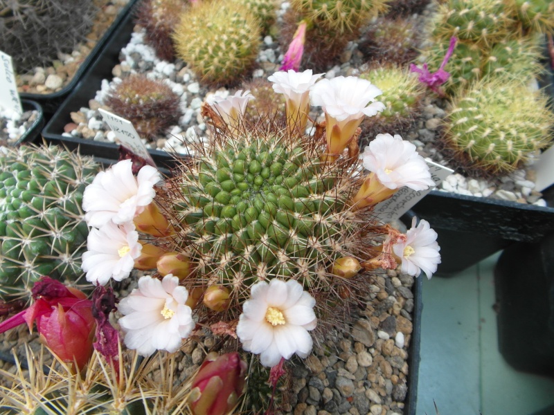 Cacti and Sukkulent in Köln, every day new flowers in the greenhouse Part 62 Bild_758