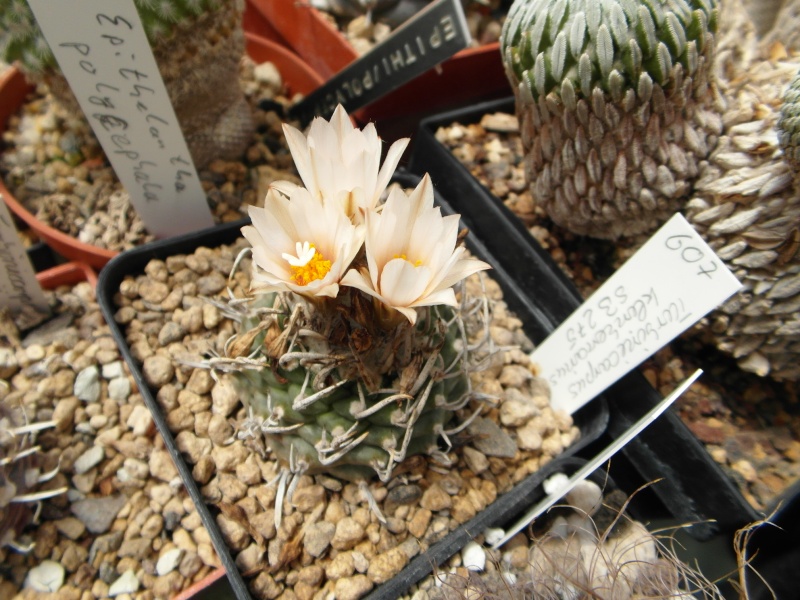 Cacti and Sukkulent in Köln, every day new flowers in the greenhouse Part 63 Bild_799