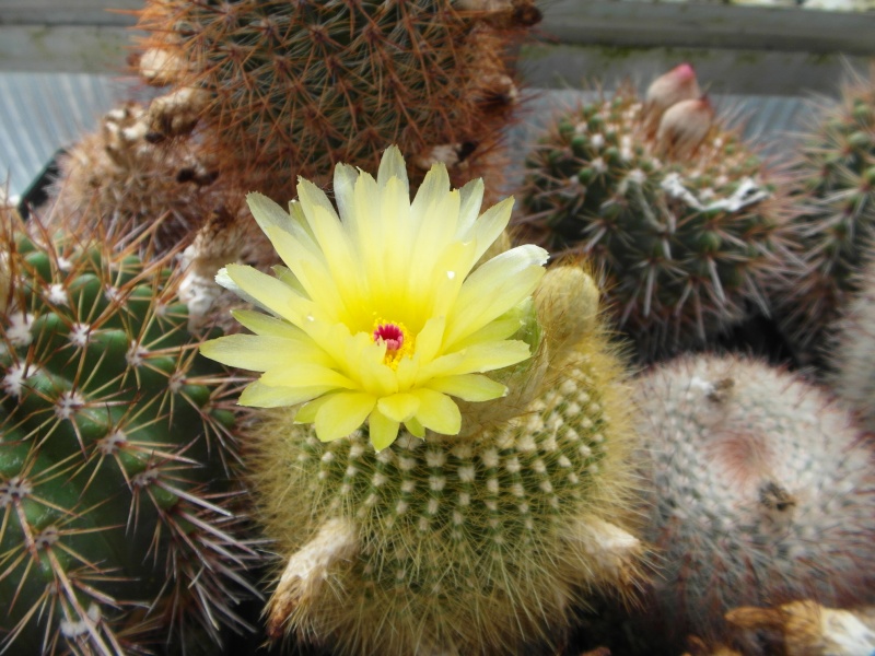 Cacti and Sukkulent in Köln, every day new flowers in the greenhouse Part 63 Bild_813