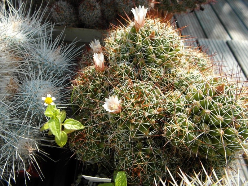 Cacti and Sukkulent in Köln, every day new flowers in the greenhouse Part 63 Bild_836