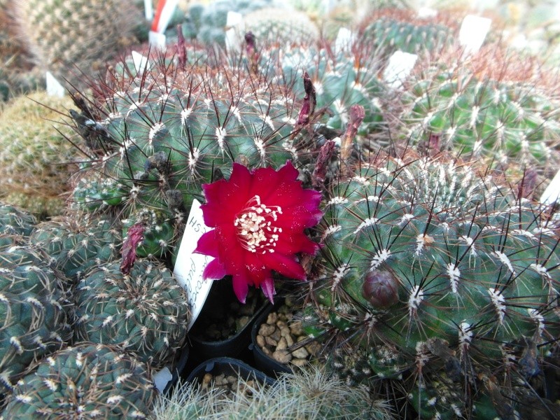 Cacti and Sukkulent in Köln, every day new flowers in the greenhouse Part 63 Bild_849
