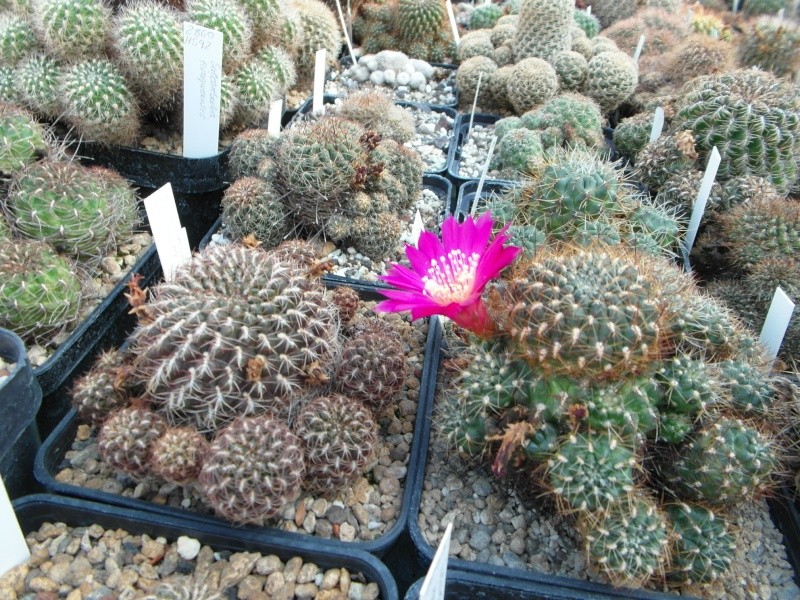 Cacti and Sukkulent in Köln, every day new flowers in the greenhouse Part 63 Bild_850