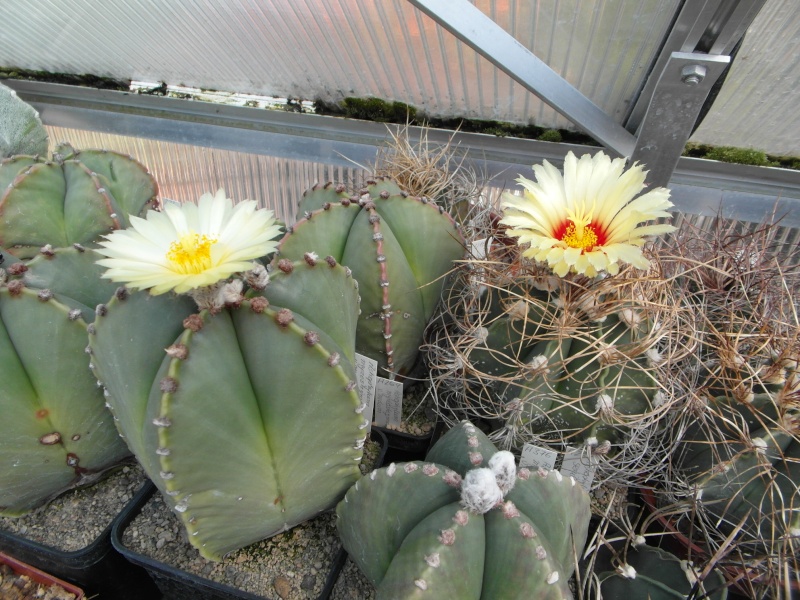 Cacti and Sukkulent in Köln, every day new flowers in the greenhouse Part 63 Bild_859