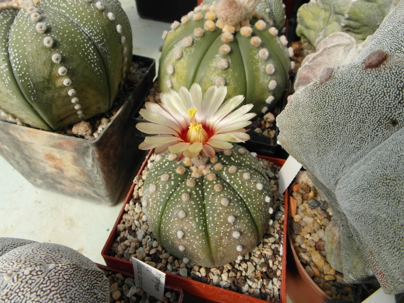 Cacti and Sukkulent in Köln, every day new flowers in the greenhouse Part 63 Bild_866