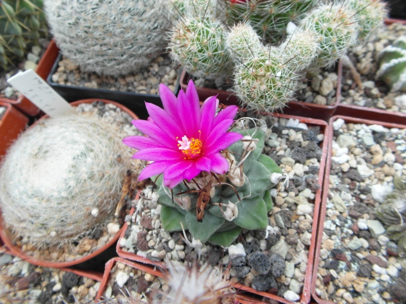 Cacti and Sukkulent in Köln, every day new flowers in the greenhouse Part 63 Bild_883