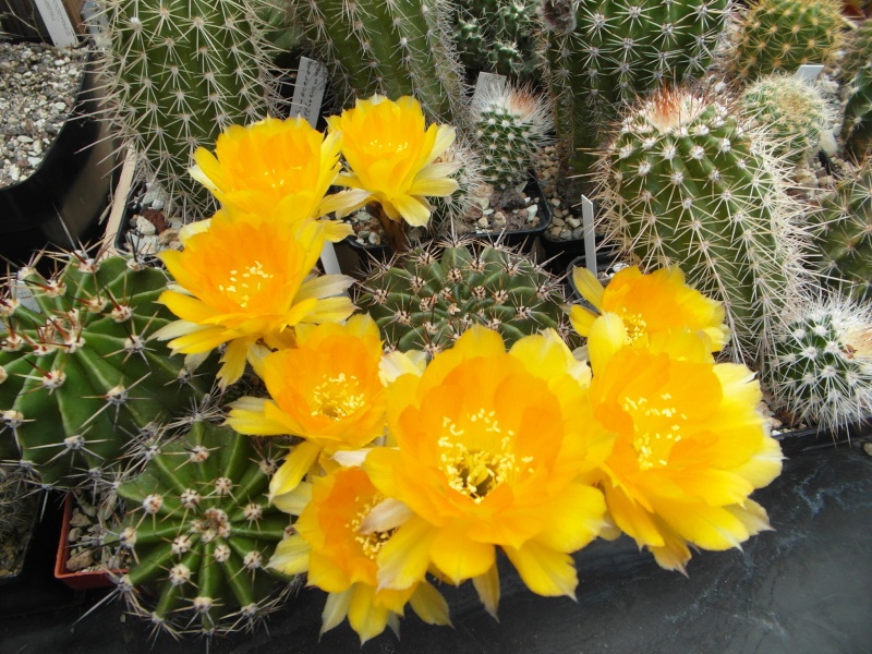 Cacti and Sukkulent in Köln, every day new flowers in the greenhouse Part 63 Bild_888