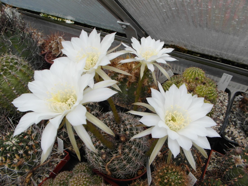 Cacti and Sukkulent in Köln, every day new flowers in the greenhouse Part 63 Bild_889