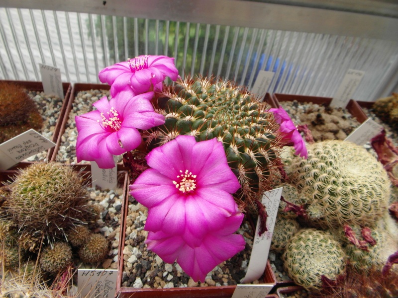 Cacti and Sukkulent in Köln, every day new flowers in the greenhouse Part 63 Bild_893