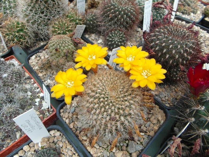 Cacti and Sukkulent in Köln, every day new flowers in the greenhouse Part 63 Bild_897