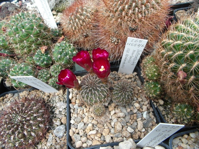 Cacti and Sukkulent in Köln, every day new flowers in the greenhouse Part 63 Bild_898