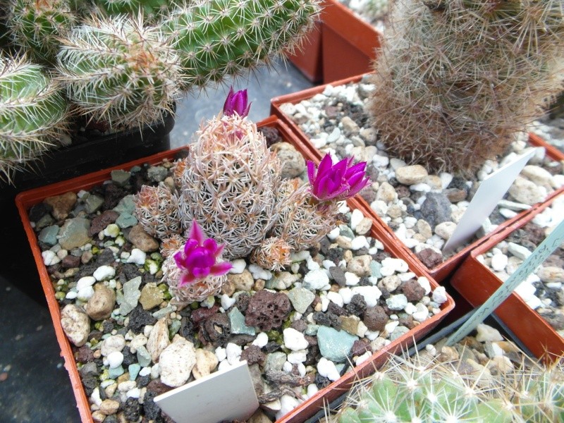 Cacti and Sukkulent in Köln, every day new flowers in the greenhouse Part 63 Bild_901