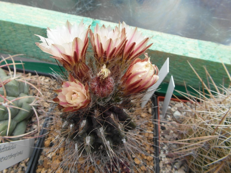 Cacti and Sukkulent in Köln, every day new flowers in the greenhouse Part 63 Bild_903