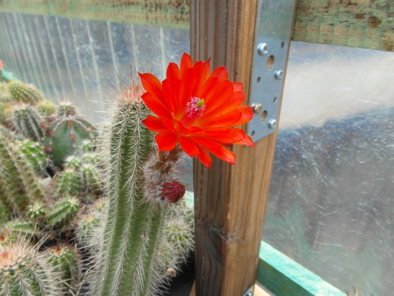 Cacti and Sukkulent in Köln, every day new flowers in the greenhouse Part 63 Bild_907