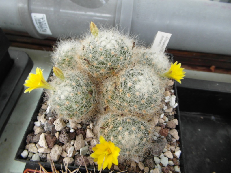 Cacti and Sukkulent in Köln, every day new flowers in the greenhouse Part 63 Bild_919