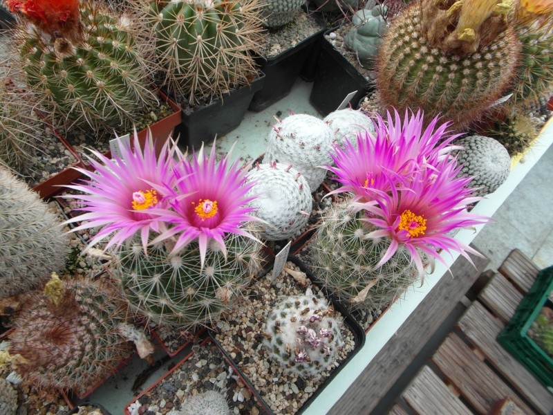 Cacti and Sukkulent in Köln, every day new flowers in the greenhouse Part 63 Bild_927