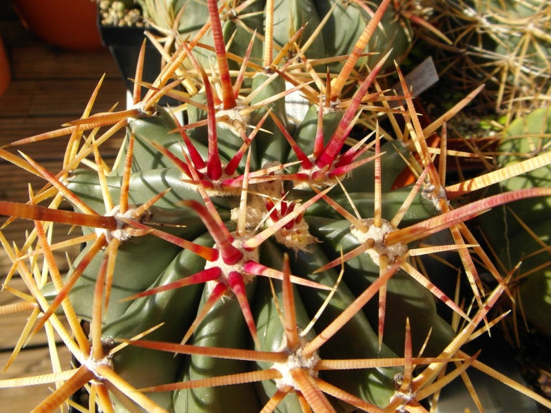 Cacti and Sukkulent in Köln, every day new flowers in the greenhouse Part 63 Bild_949