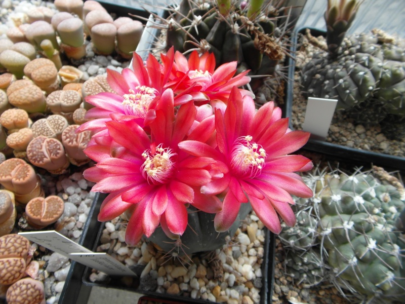 Cacti and Sukkulent in Köln, every day new flowers in the greenhouse Part 64 Bild_991