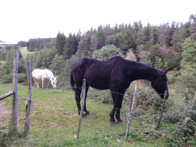 Fée boston : l'automne en Auvergne 30-09-13