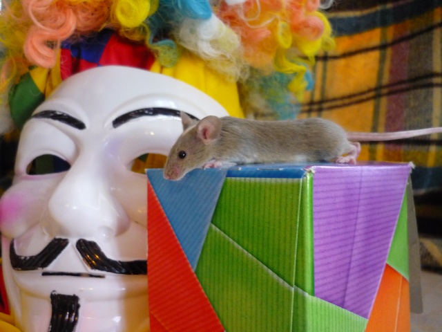 [Février 2013] Les souris fêtent le Carnaval 1_bisc10