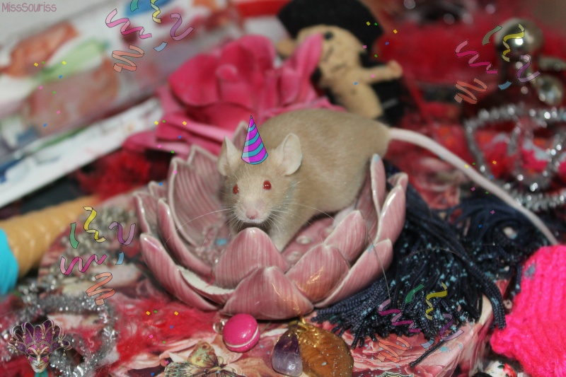 [Février 2013] Les souris fêtent le Carnaval 3_miss10