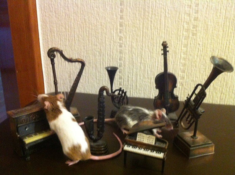 [Mars 2013] Les souris jouent de la musique 5_cham10
