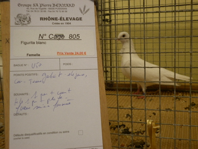 33° exposition avicole de Pusignan (69) les 2 et 3 mars 2013 - Page 2 Pusign19