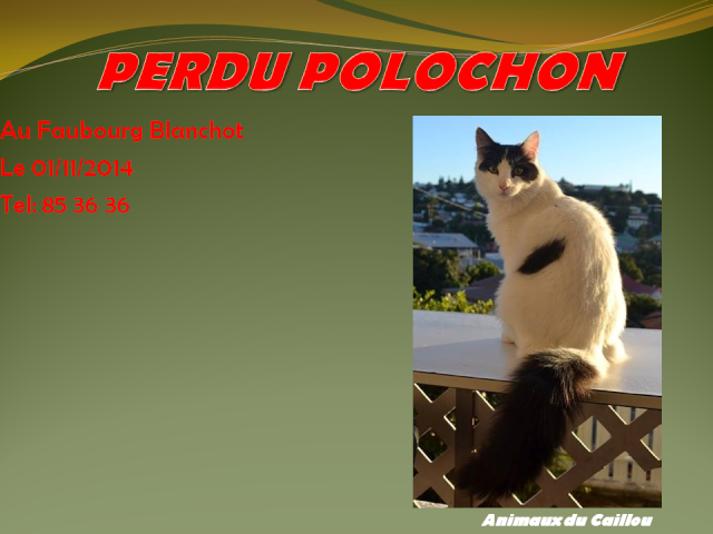 PERDU POLOCHON chat noir et blanc au Faubourg Blanchot le 01/11/2014 20141110