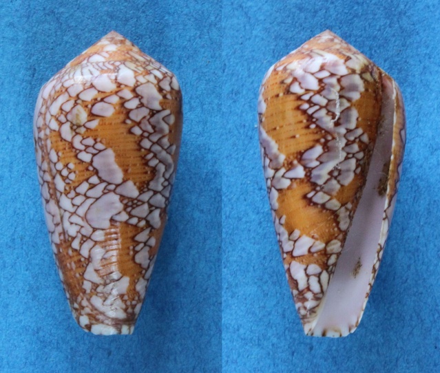 Conus (Darioconus) behelokensis Lauer, 1989 Panora11