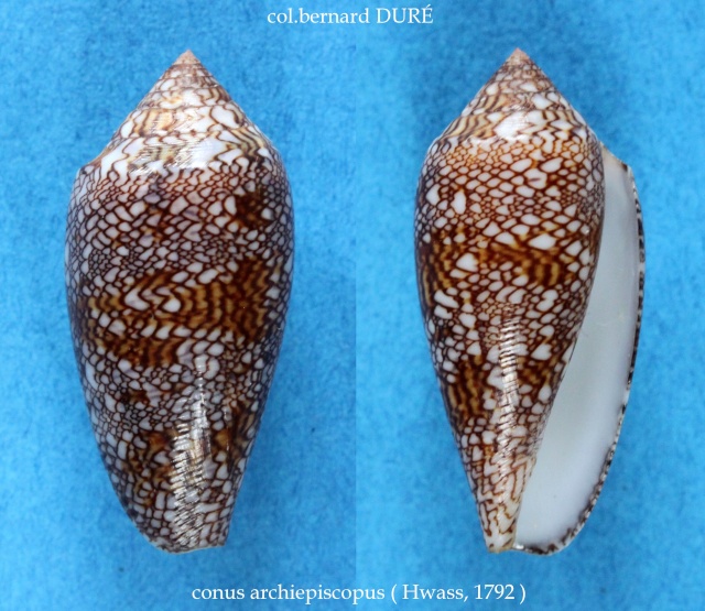 Conus (Cylinder) archiepiscopus  Hwass in Bruguière, 1792 Panora18