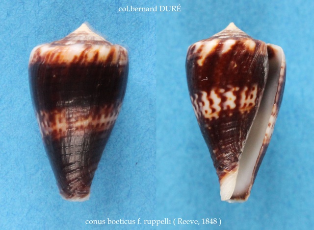 Conus (Splinoconus) rupelli (Reeve, 1848) voir Conus (Splinoconus) boeticus Panora26