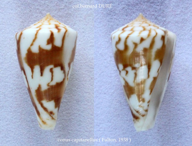 Conus (Splinoconus) capitanellus  Fulton, 1938 Panora27