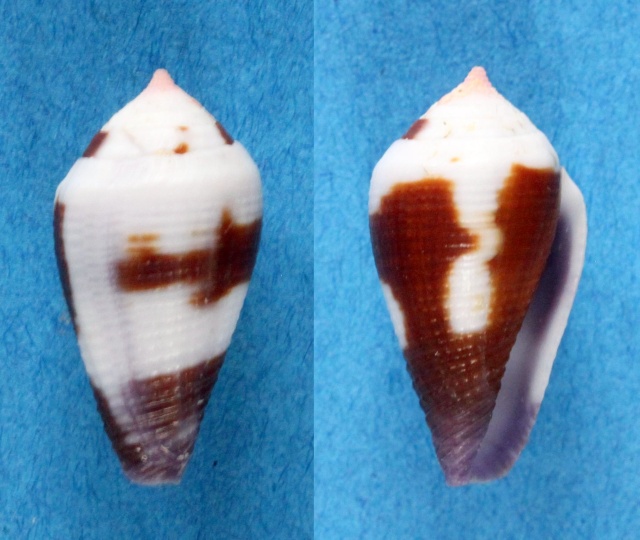Conus (Leporiconus) scabriusculus  Dillwyn, 1817 - Page 3 Panora32