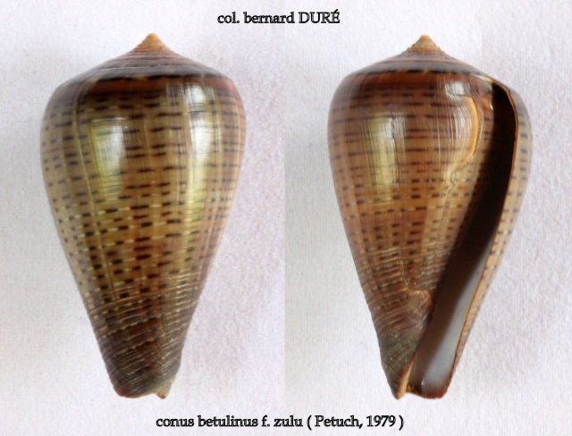 Conus (Dendroconus) betulinus zulu Petuch, 1979 voir  Conus (Dendroconus) betulinus Linnaeus, 1758 Panora37
