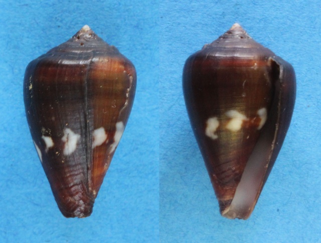 Conus (Lautoconus) fantasmalis Rolán, 1990 voir Conus (Lautoconus) fuscoflavus Panora53