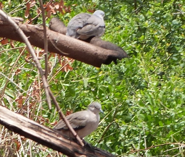 comun - Urpila o torcacita comun (Columbina picui) 39547510